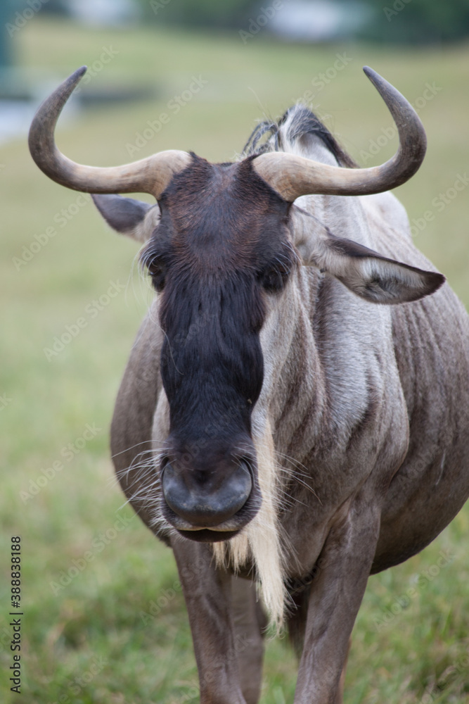 Wildebeest in a field of grass