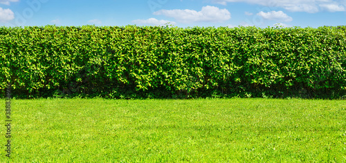 Принти на полотні Wide Summer garden template - a green lawn and a long big hedge on a blue sky ba