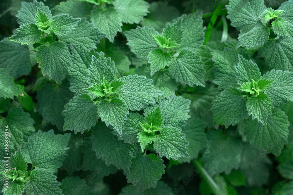 Melissa bush outdoors top view. balm Stinging nettle plant. Herbal medicine concept. Foliage green background. Green Leaves pattern Melissa bush outdoors top view. balm Stinging nettle plant. Herbal medicine concept. Foliage green background. Green Leaves pattern