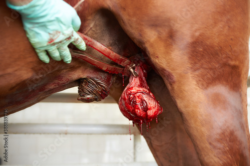 Veterinary surgeon castration a racehorse photo