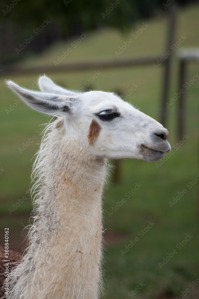 Obraz premium Lama outdoors