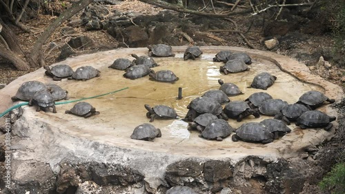 Pool of Baby Tortorises at Fausto Llerena Breeding Center, Galapagos photo