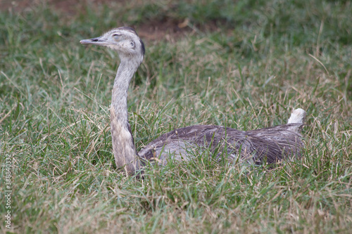 Ostrich laying in the grass