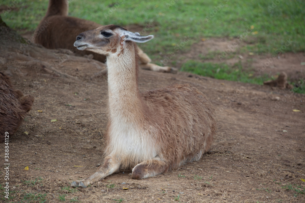 Lama outdoors