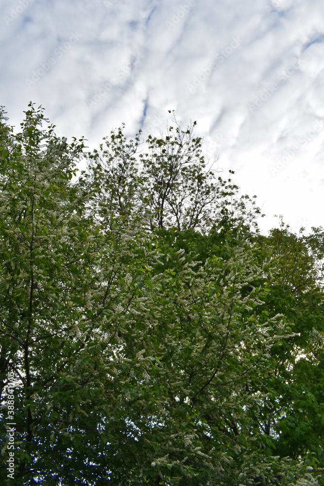 Fototapeta premium tree branches against the blue sky