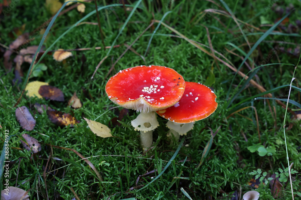 Closeup of amanita muscaria mushroom in forest Closeup of amanita muscaria mushroom in forest