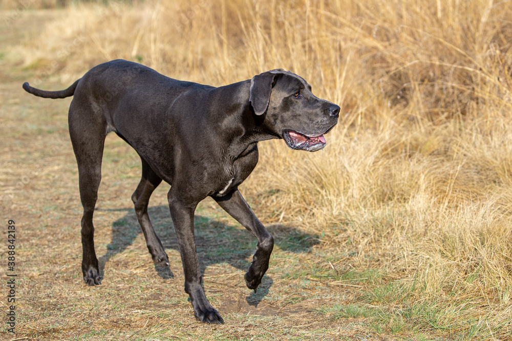 A Blue Great Dane walking  