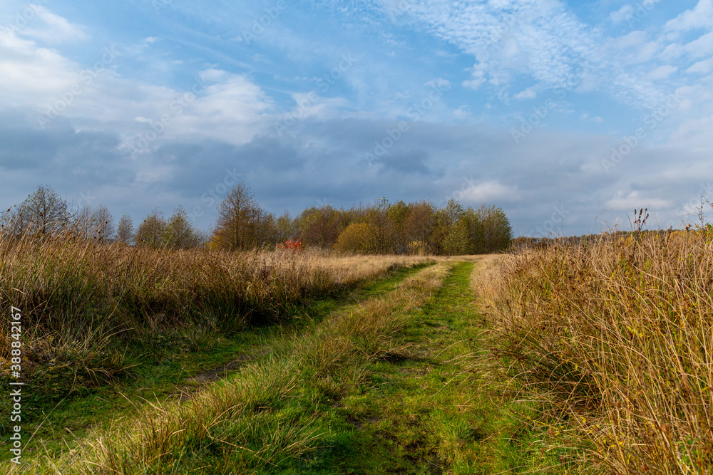 One autumn day in the forest, Belarus. Walking in the fields. Haze and humid air. Fallen leaves, warm day in November. Orange, yellow, green autumn colours. Blue sky, green grass, cold air. One autumn day in the forest, Belarus. Walking in the fields. Haze and humid air. Fallen leaves, warm day in November. Orange, yellow, green autumn colours. Blue sky, green grass, cold air.