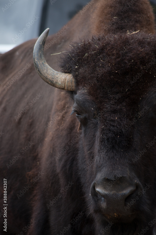 American Bison outdoors in nature American Bison outdoors in nature