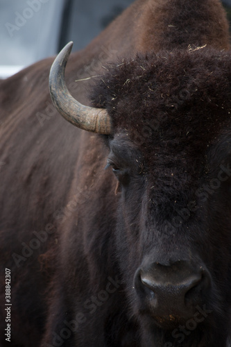 American Bison outdoors in nature