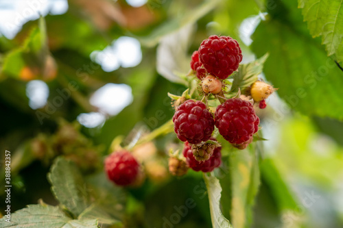 Closeup of ripe raspberries on branch in the fruit garden