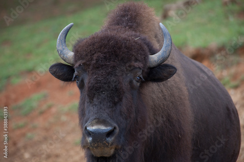 American Bison outdoors in nature