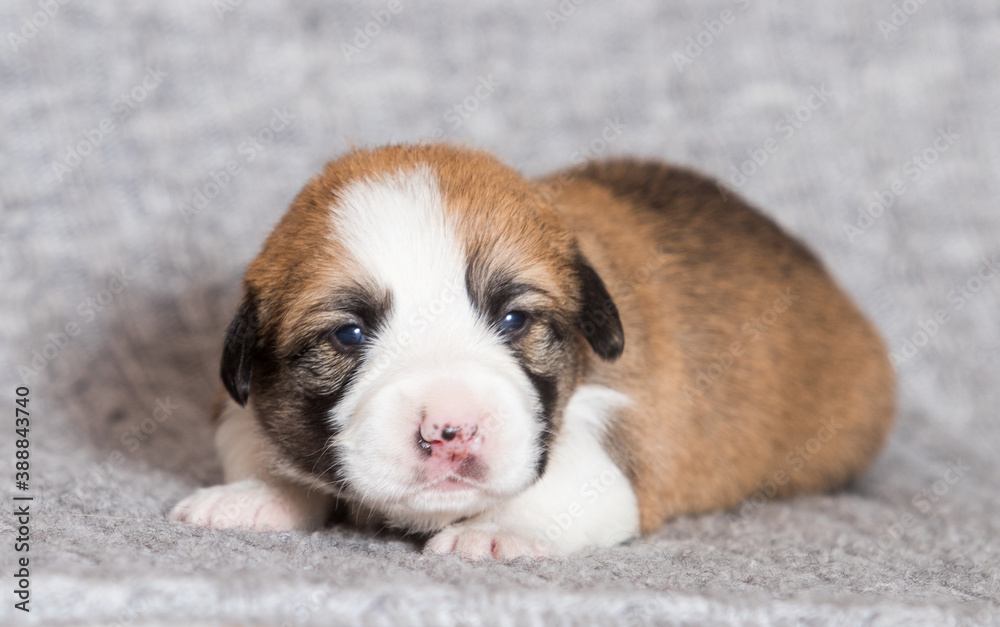 cute newborn puppy, welsh corgi pembroke breed cute newborn puppy, welsh corgi pembroke breed