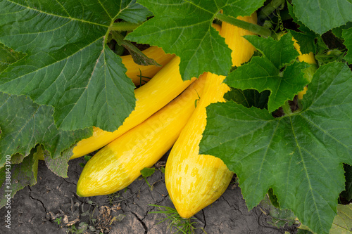 Marrow with yellow fruits in the garden. Fresh organic zucchini growing in vegetable garden. Agriculture concept background. Autumn harvest.