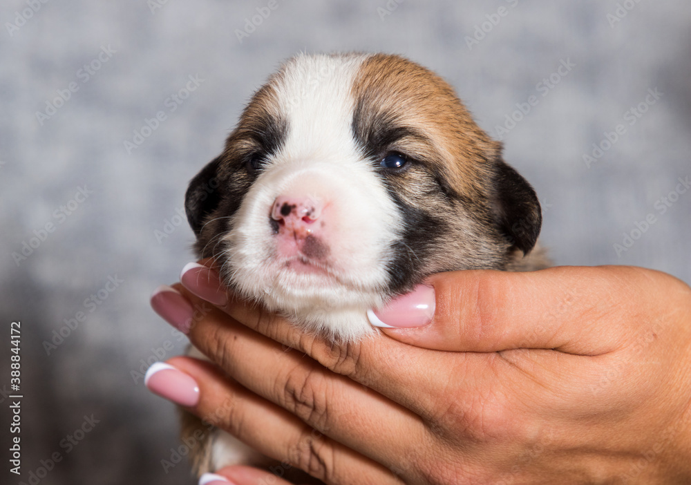 cute newborn puppy, welsh corgi pembroke breed