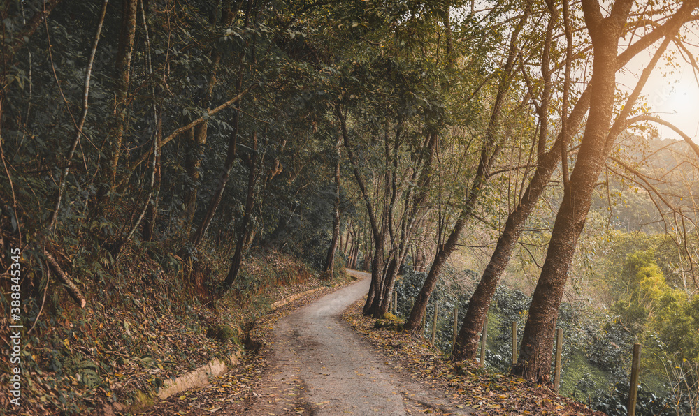 Naklejka premium Small road in the forest.