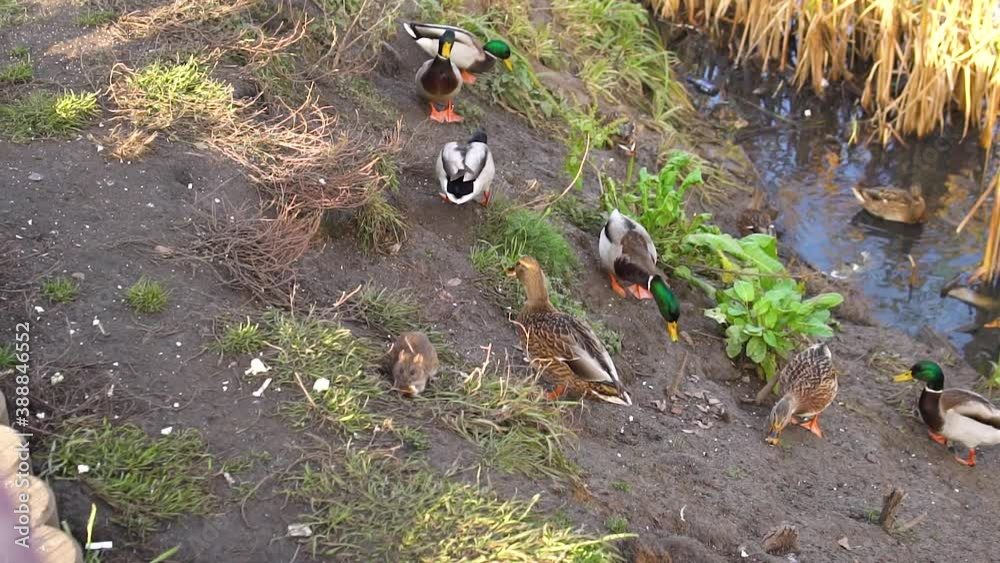Mouse on the water close to ducks on the lake. Nature reeds, field mice