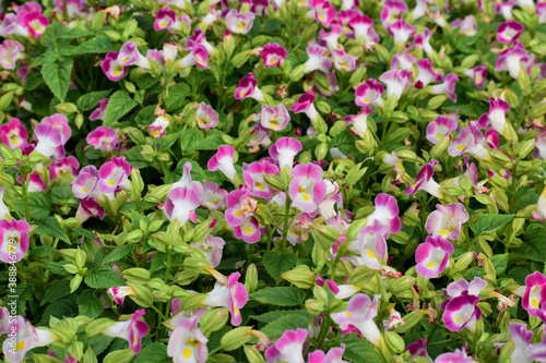 A beautiful flower with a name, Wishbone flower, Bluewings, Torenia