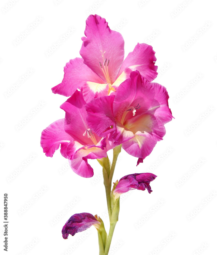Pink gladiolus flower, isolated on white