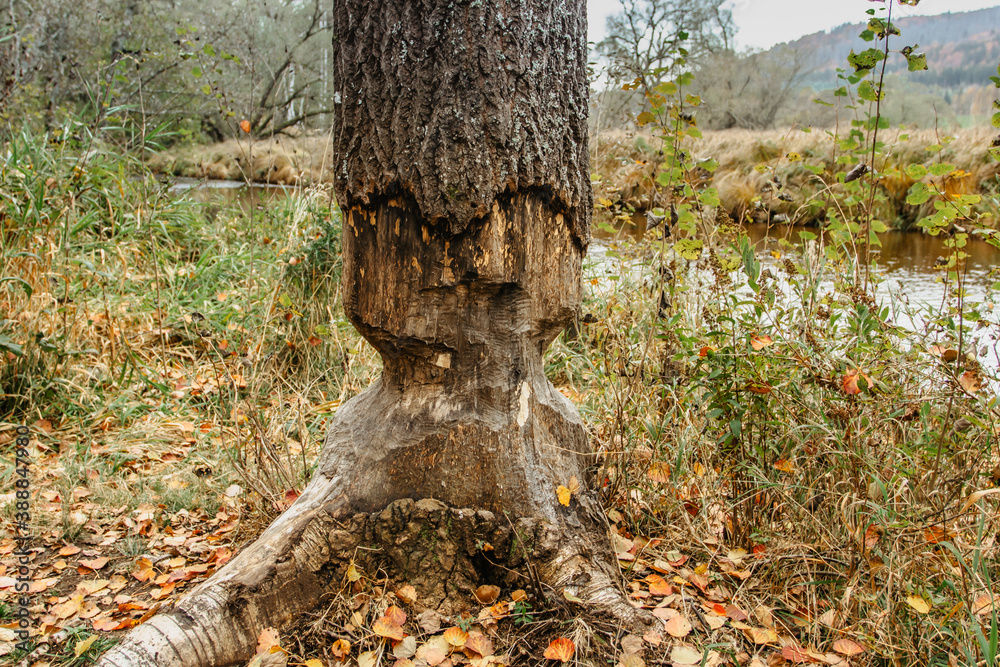 Beaver chewing down a tree. Beavers destruction in Czech.The beaver work. Beaver is cutting a tree to build a dam. Trees in woods gnawed by beavers. Trunk of large tree gnawed by river animals Beaver chewing down a tree. Beavers destruction in Czech.The beaver work. Beaver is cutting a tree to build a dam. Trees in woods gnawed by beavers. Trunk of large tree gnawed by river animals