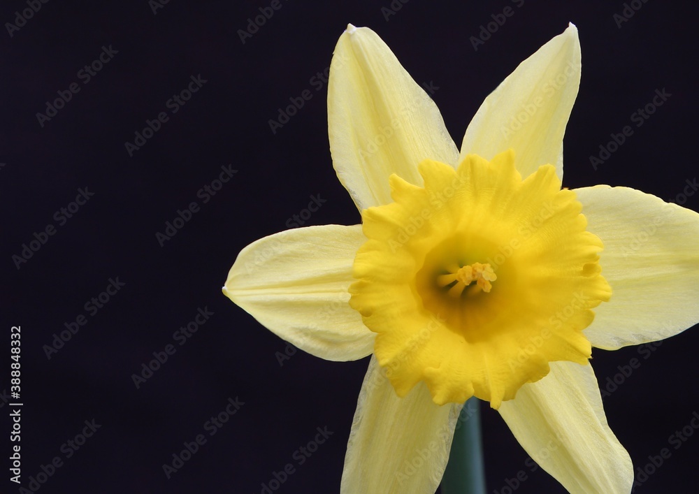 Fototapeta premium Narzisse