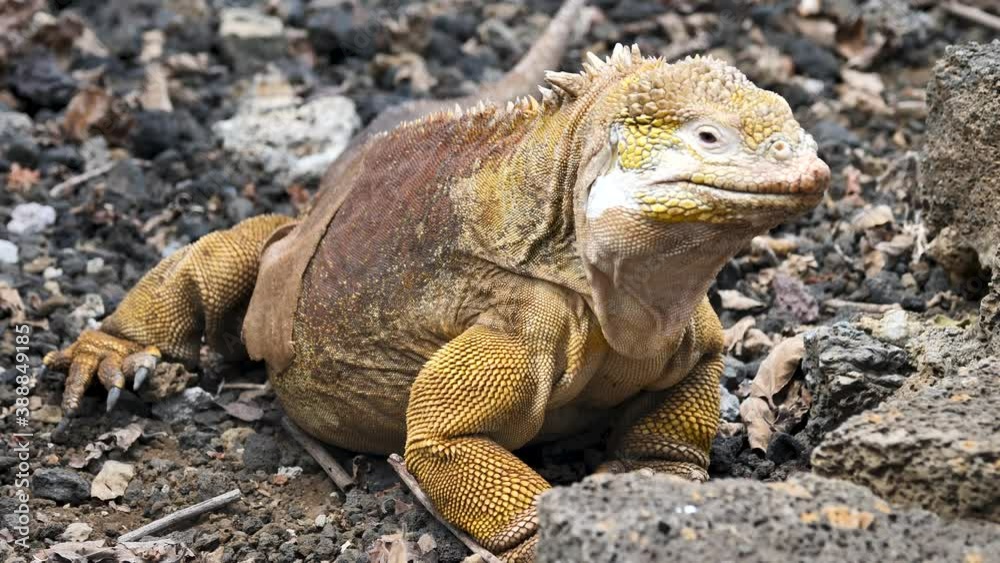 Galapagos Yellow Land Iguana Lizard, Charles Darwin Research Center Galapagos Yellow Land Iguana Lizard, Charles Darwin Research Center