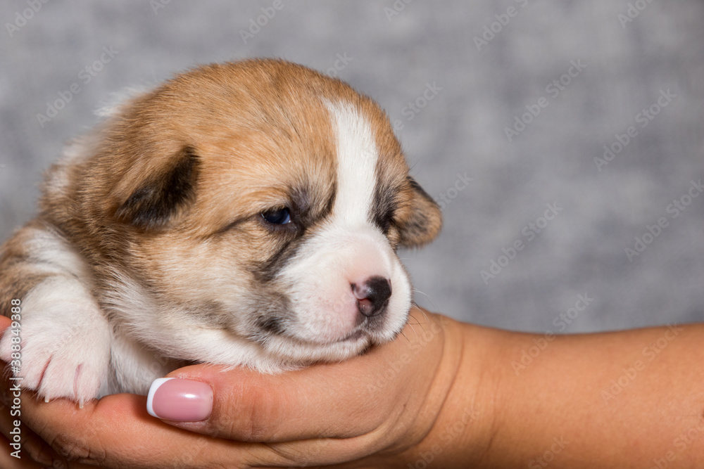 cute puppy lies in hands, welsh corgi breed
