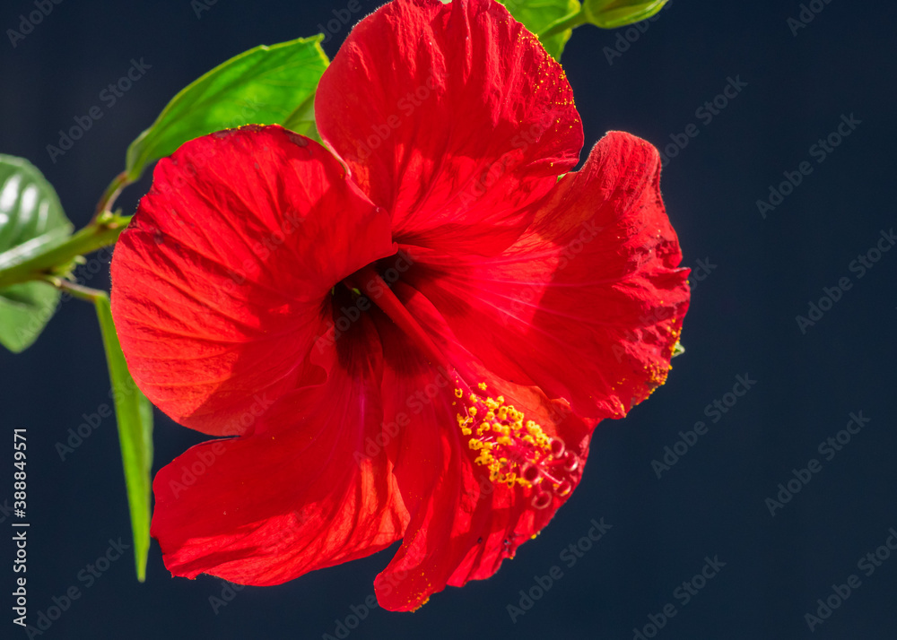 Hibiscus rosa-sinensis Hibiscus rosa-sinensis