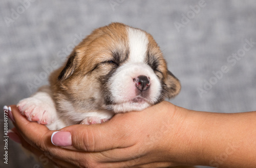 cute puppy sleeping in his arms