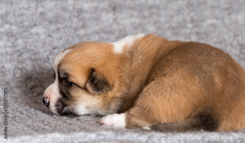 cute puppy lies, welsh corgi breed