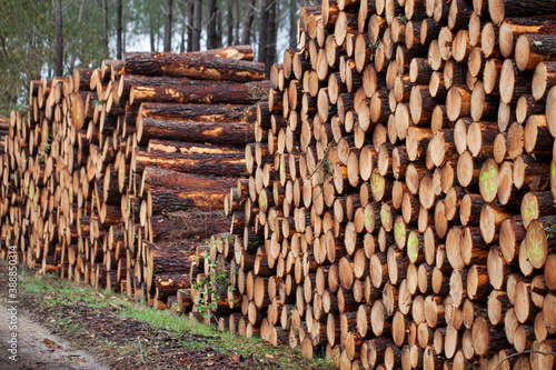 coupe de bois de pin dans la forêt des landes photo