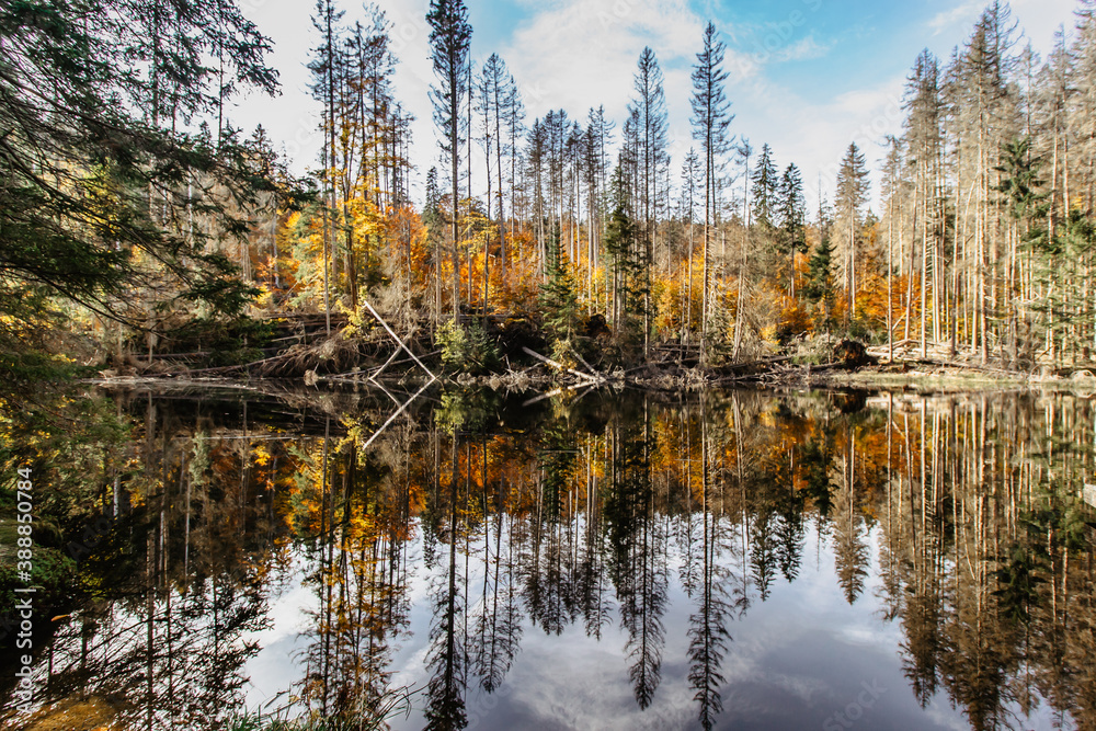 Boubin lake. Reflection of fall trees of Boubin Primeval Forest, Sumava Mountains, Czech Republic.Water reservoir located at the altitude of 925 m. Czech National Nature Reserve.Tip for trip