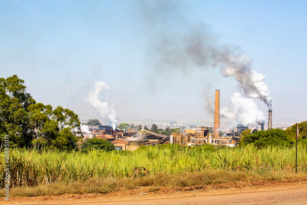 Fototapeta premium Sugarcane plant producing renewable energy. Ethanol.