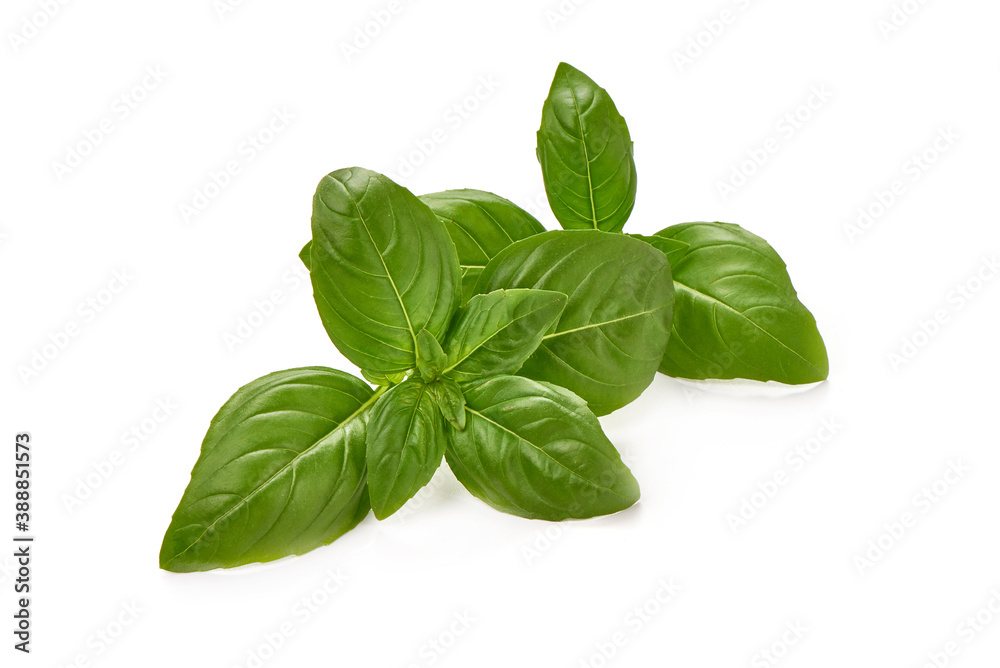 Basil leaves, isolated on white background Basil leaves, isolated on white background