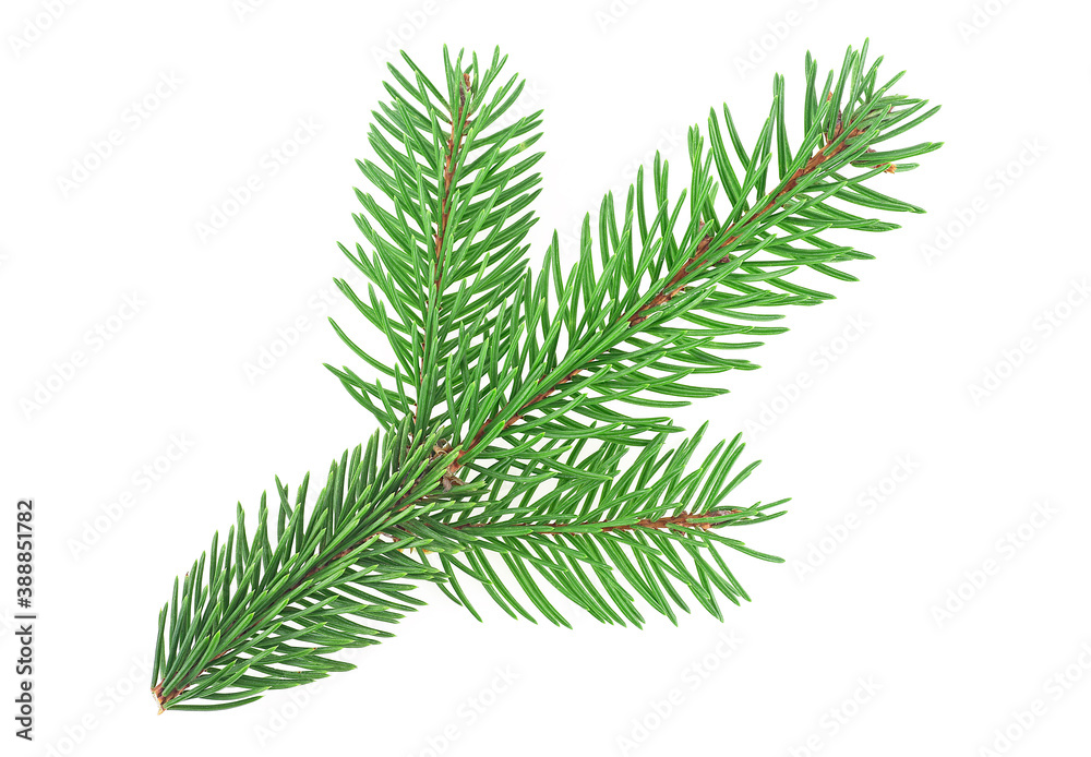 Branch of Christmas Tree isolated on a white background. Green spruce or pine branch with needles.
