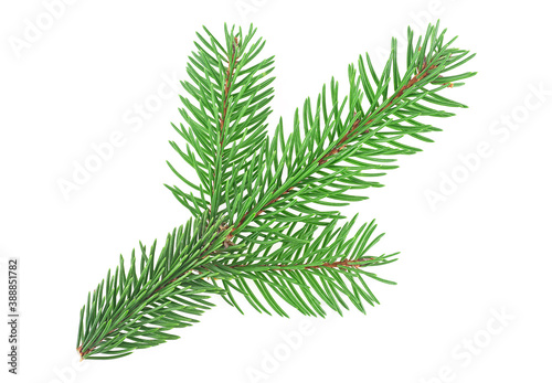 Branch of Christmas Tree isolated on a white background. Green spruce or pine branch with needles.