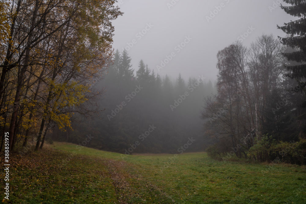 Dark path in forest with fog and color forest and trees near Vidzin village