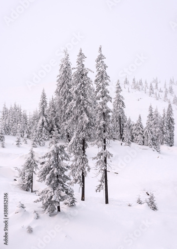Trees covered with snow on a mountain slope. © Oleksiy