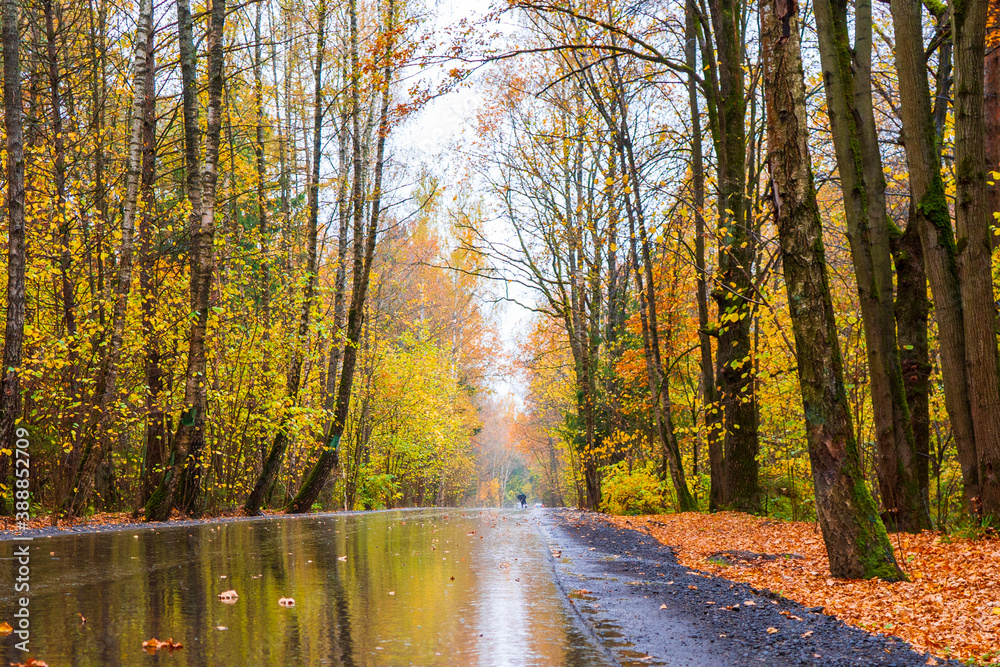 Fototapeta premium Wet asphalt road among the autumn forest