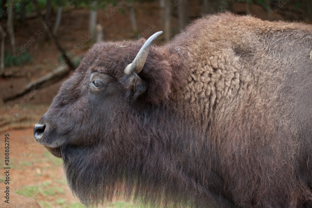 American Bison outdoors in nature