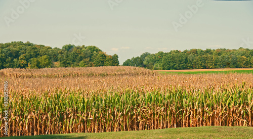 Corn Country photo