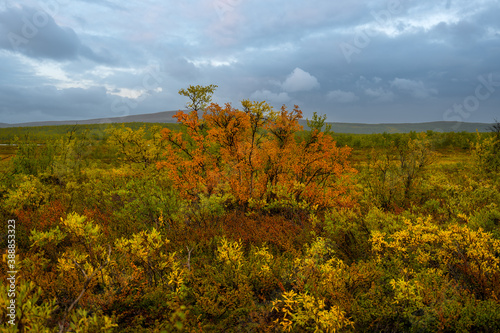 Fototapeta Naklejka Na Ścianę i Meble -  Autumn colors with moody sky in Sweden