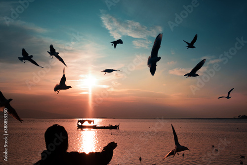Silhouette seagulls above the sea and a man on the frame feeding the seagulls. © ardasavasciogullari