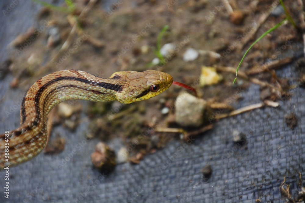 Japanese striped snake / Colubridae non-poisonous snake Japanese striped snake / Colubridae non-poisonous snake