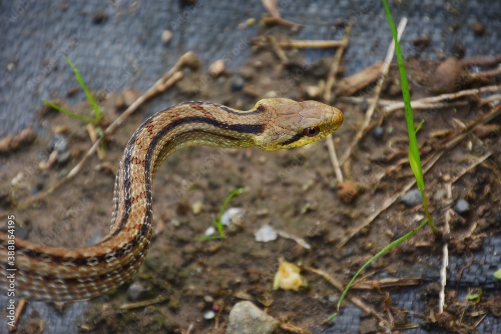 Japanese striped snake / Colubridae non-poisonous snake Japanese striped snake / Colubridae non-poisonous snake