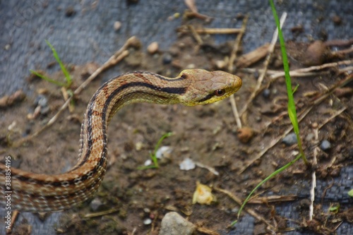 Japanese striped snake / Colubridae non-poisonous snake