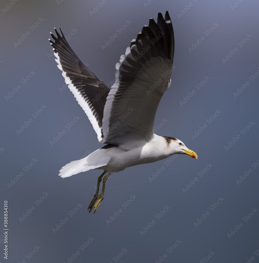 Obraz premium seagull in flight