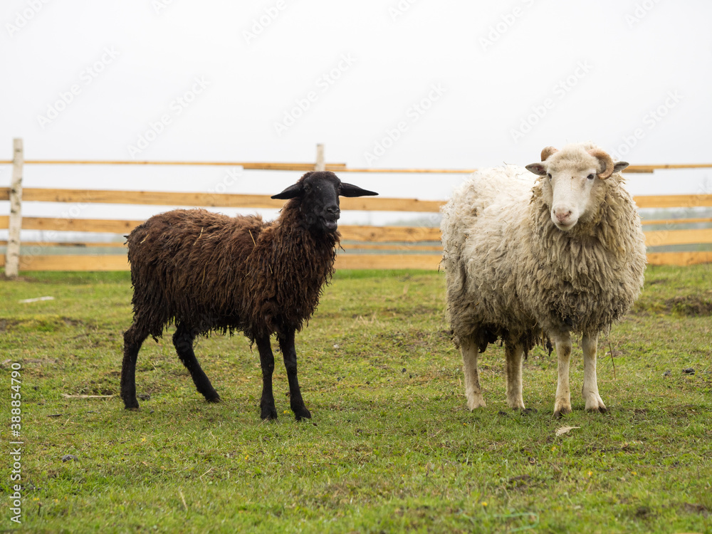 Sheep in the pasture. Keeping and breeding sheep Sheep in the pasture. Keeping and breeding sheep