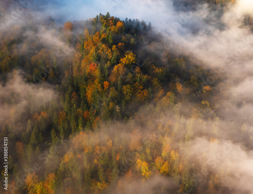 Fog in the mountain forest with yellow and red leaves, top view