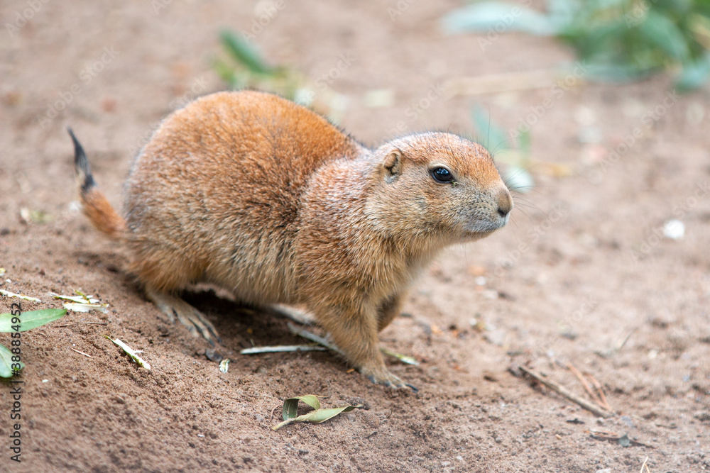 Black-tailed Prairie dog (in german Schwarzschwanz-Präriehund) Cynomys ludovicianus Black-tailed Prairie dog (in german Schwarzschwanz-Präriehund) Cynomys ludovicianus